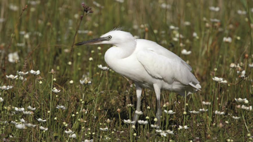 Jachère faune sauvage