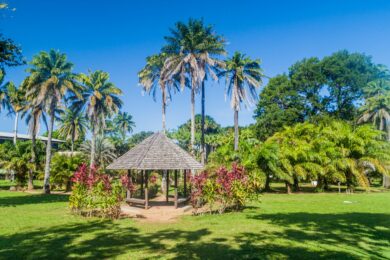 Gazon zones tropicales
