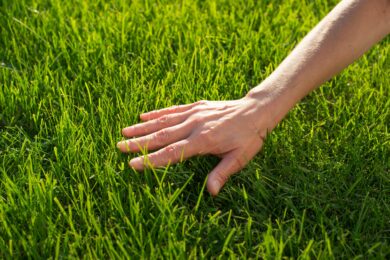 Nutrition des plantes