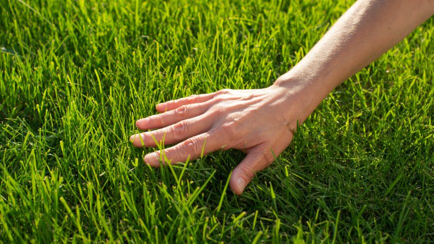 Nutrition des plantes