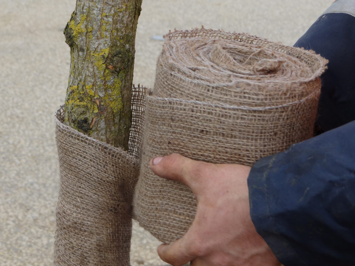 BANDE-JUTE-P76.jpg