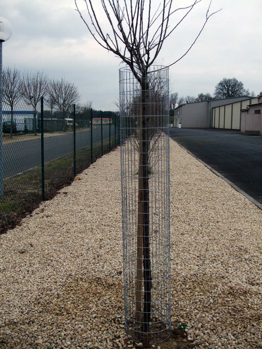 CORSET-POUR-ARBRE-P78.jpg