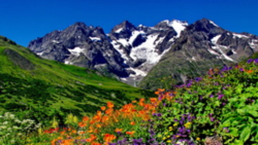 FLEURS DE MONTAGNE