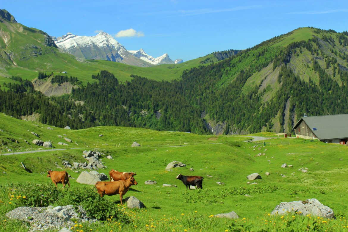 LGDF-talusmontagnejpg.jpg