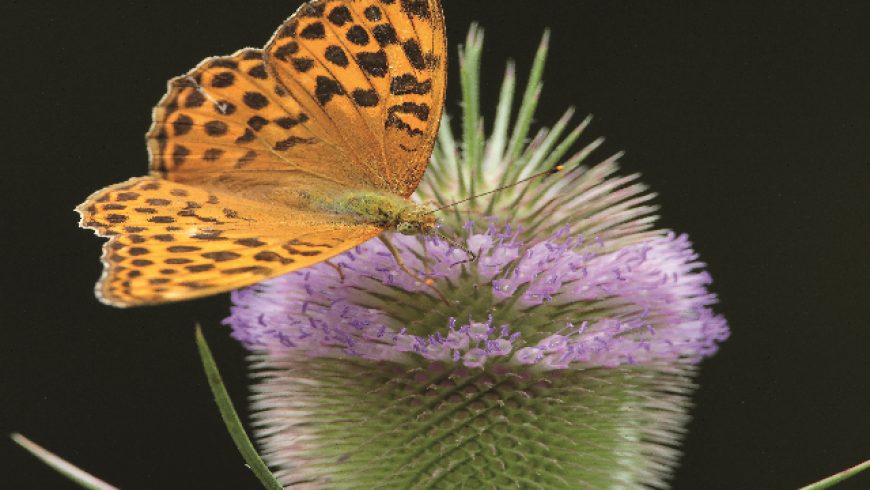 Mélange mellifère fleurs seules