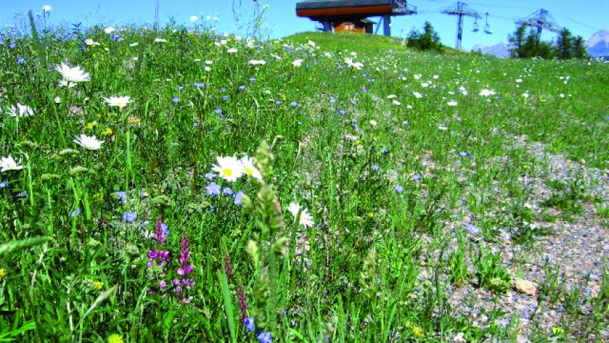 Mélange alpin avec graminées