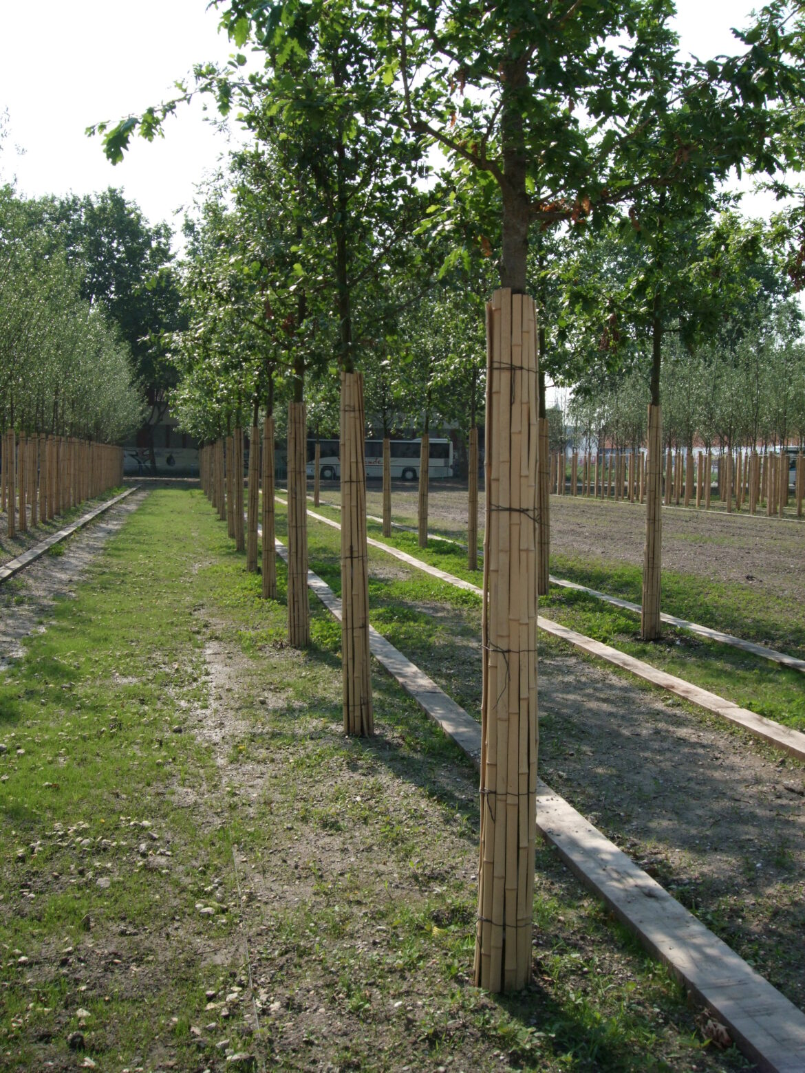 canisse-bambou-P76.jpg