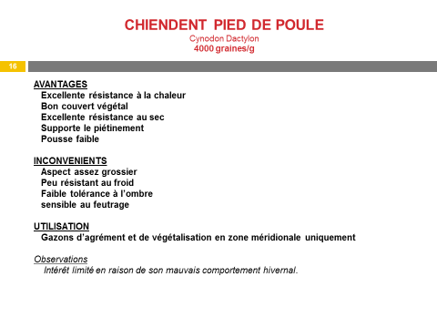 chiendent-pied-de-poule