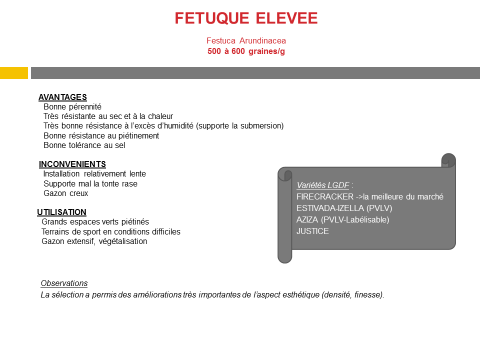 fetuque-elevee