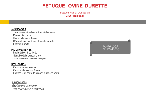 fetuque-ovine-durette