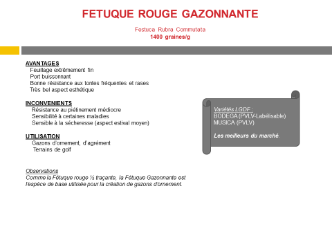 fetuque-rouge-gazonnante