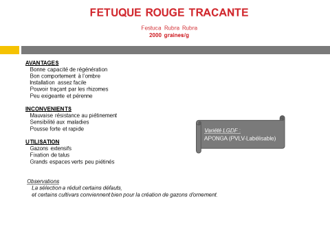 fetuque-rouge-tracante-2