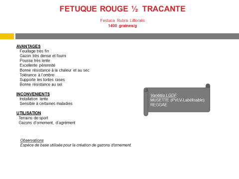 fetuque-rouge-tracante