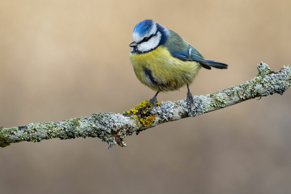 gros-plan-mesange-bleue-eurasienne-debout-branche-sous-lumiere-du-soleil2.jpg