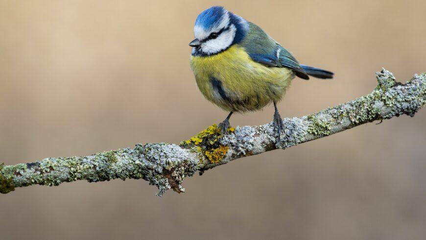 Biodiversité