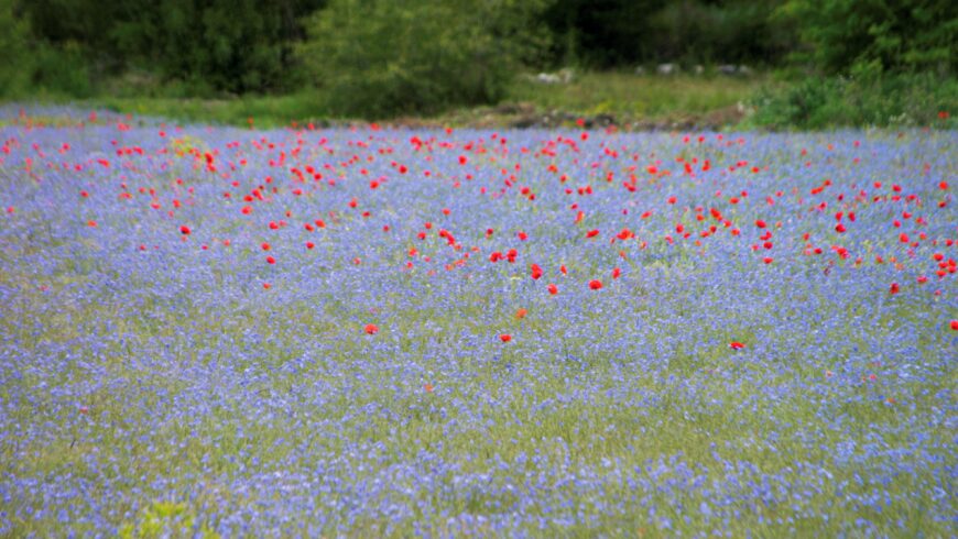 Compositions pour prairies fleuries