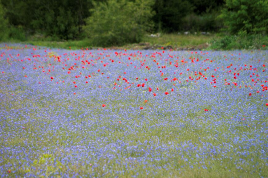 Compositions pour prairies fleuries