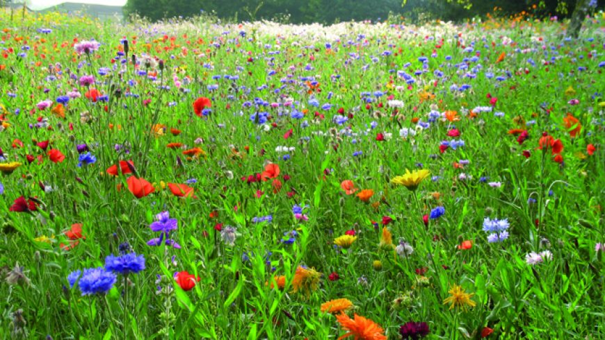 Mélange champêtre court fleurs seules