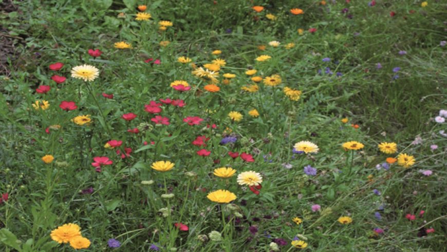 Mélange champêtre fleurs seules