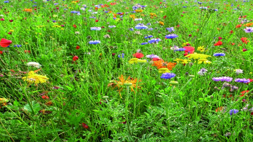 Mélange champêtre avec graminées