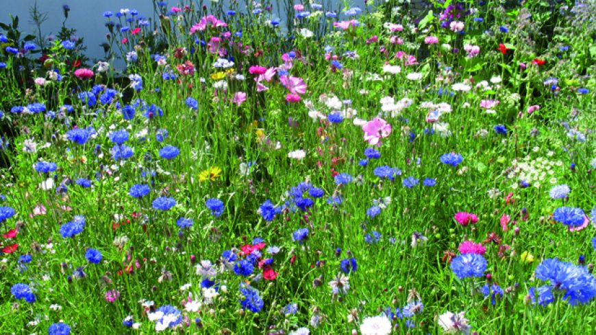 Mélange lumineux d’annuelles