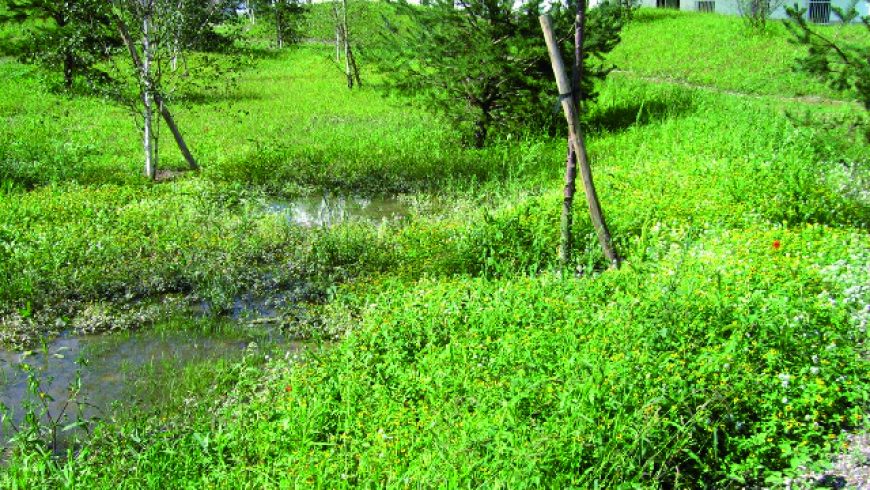 Mélange pour noues et bassins