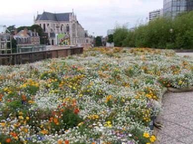 Compositions pour prairies fleuries