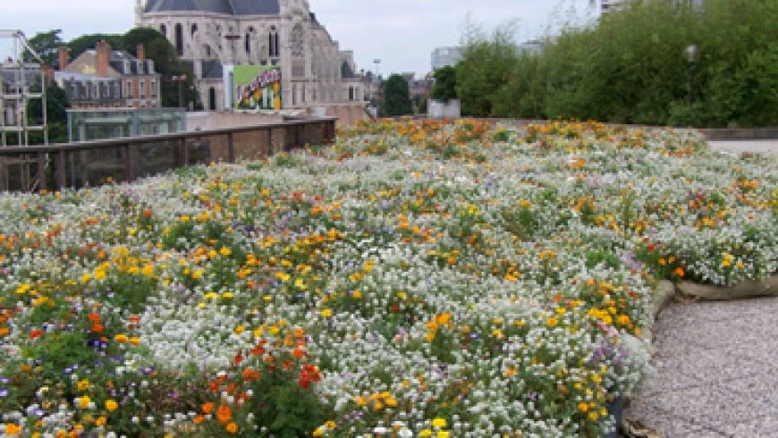 Compositions pour prairies fleuries