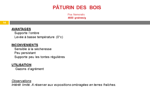 paturin-des-bois