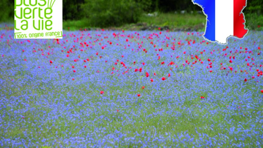 Mélanges paysage de France fleurs seules