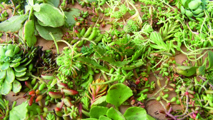 Fragments de sedums