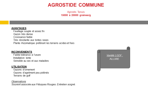 agrostide-commune