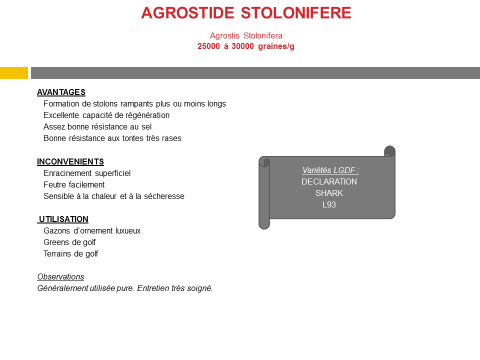 agrostide-stolonifere