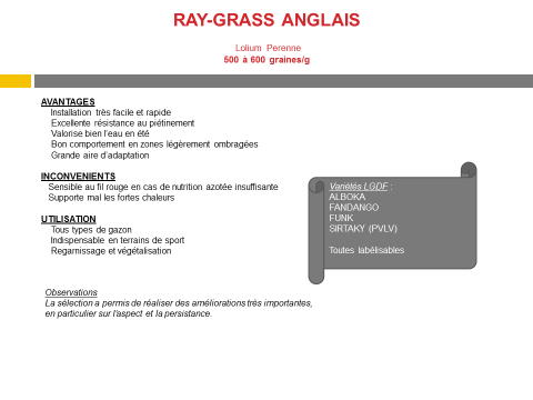 ray-grass-anglais